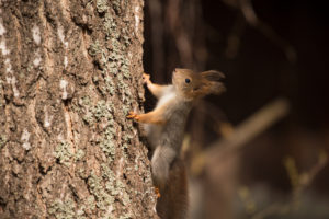 Eurasian Red Squirrel (Sciurus vulgaris) baby climbs up the Birch Trunk, Springtime, Finland Eurasian Red Squirrel (Sciurus vulgaris) baby climbs up the Birch Trunk, Springtime, Finland